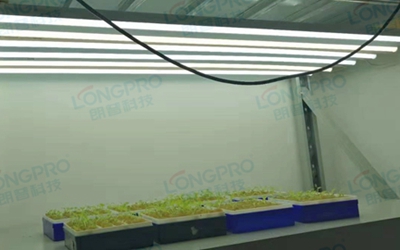 UV紫外線照射實驗：植物如何應(yīng)對自然環(huán)境中的紫外線威脅？